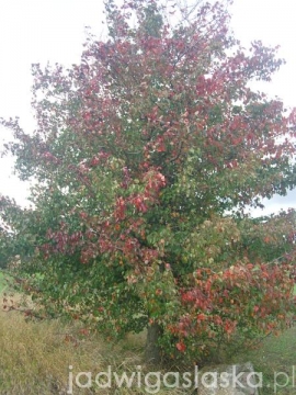 Rajd Różańcowy 2012