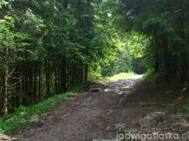 bialy_dunajec_2009_003