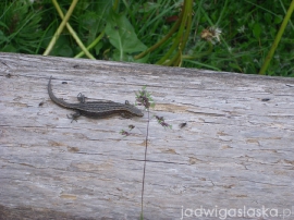 bialy_dunajec_2009_039