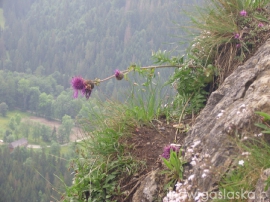 bialy_dunajec_2009_064