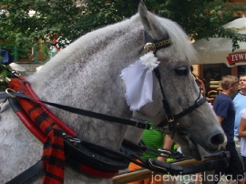 bialy_dunajec_2009_107