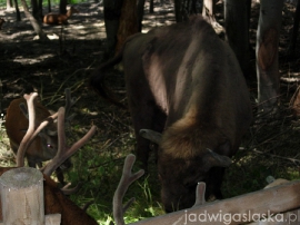 wisla_-_krakow_2007_088